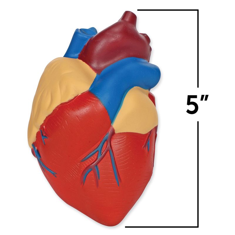 Learning Resources Cross-Section Human Heart Model - 2-Pieces, Grades 2+ | Ages 7+  Anatomy for Kids, Science Exploration Kits, 2 of 5