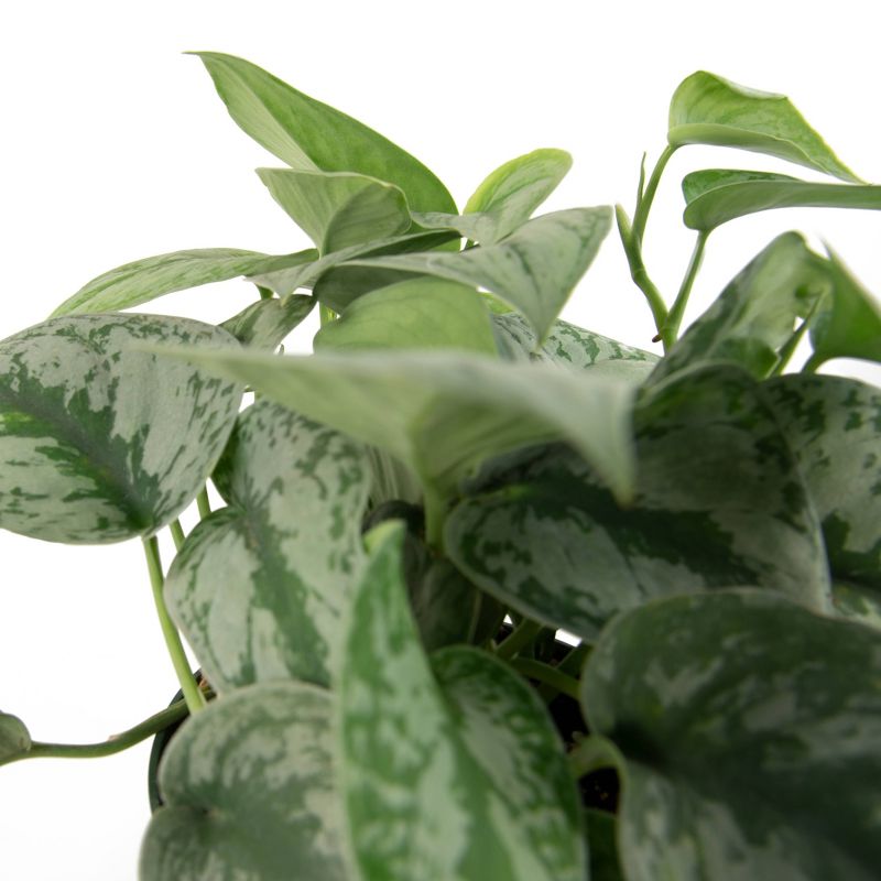 Silver Satin Pothos - National Plant Network, 3 of 6