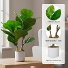 Coucheta 16" Artificial Fiddle Leaf Fig Tree - 2-Pack Fake Ficus Lyrata in Pot for Home & Office Decoration - 2 of 4