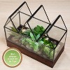 D'Eco Glass Castle Plant Terrarium (10x9x5) - Black Geometric Metal Planter w Wood Base - Grow Your Own Plants - Gift for Plant Lovers & Mother's Day - 2 of 4
