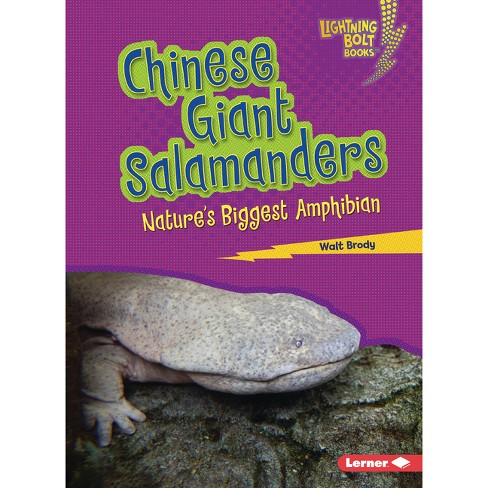 Chinese Giant Salamanders - (Lightning Bolt Books (R) -- Nature's Most Massive Animals) by  Walt Brody (Paperback) - image 1 of 1