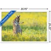 Trends International The Comedy Wildlife Photography Awards: Jason Moore - Air Guitar Roo Framed Wall Poster Prints - 3 of 4