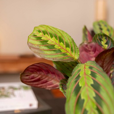 Live 4" Red Maranta Houseplant - Thumbnail 2