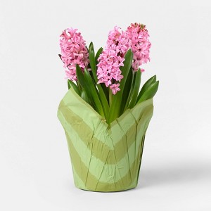 Mother's Day 6" Potted Hyacinth - Good Little Garden™ - 1 of 3