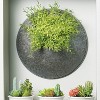 Sullivans Feather Fern Half Orb Decorative Filler - 2 of 3