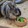 Mason Cash: Cane Rabbit Bowl, 5.2", 13.5oz, Tan Food-Water Feeding Dish - 4 of 4