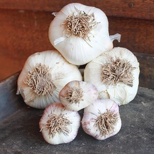 Van Zyverden 3ct Cloves Elephant Garlic - 1 of 4