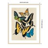 Amanti Art Collaged Butterflies II by Victoria Barnes Wood Framed Wall Art Print - 4 of 4