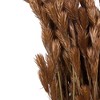 Vickerman Natural Botanicals 33" x 5" Thatch Reed, 100 grams per Unit - 3 of 4