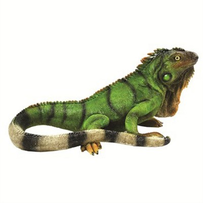 Michael Carr Designs Critters Reptile Realistic Detail Iguana UV Safe Polyresin Outdoor Decoy Figurine Statue for Lawn and Garden Protection, Medium