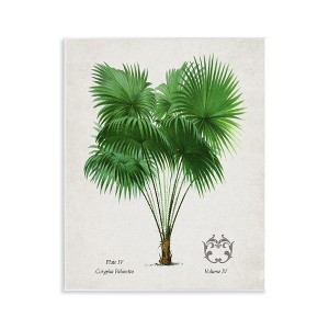 Stupell Industries Vintage Fan Palm Plant Wall Plaque Art - 1 of 4