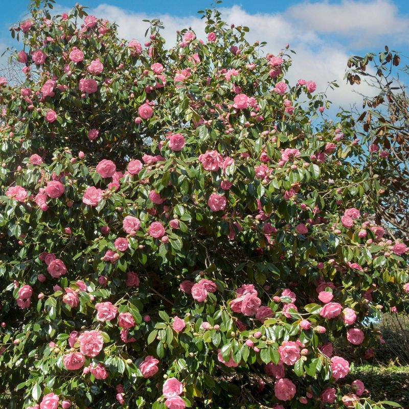 2.5qt High Fragrance Camellia Japonica Plant with Pink Blooms - National Plant Network, 5 of 6