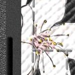 [very cherry blossom]