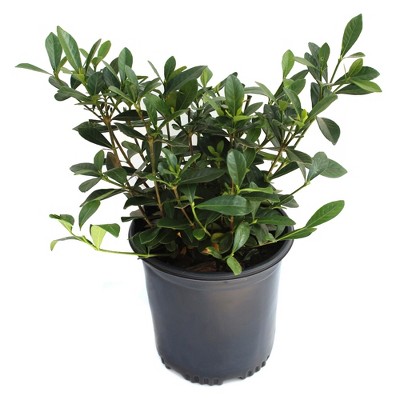 Gardenia 'Radicans' 1pc U.S.D.A. Hardiness Zones 7-11 National Plant Network 2.5qt