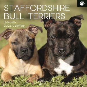 2026 Square Wall Calendar, Staffordshire Bull Terriers, 16-Month Animals Theme with 180 Reminder Stickers (12x12 In) - 1 of 4