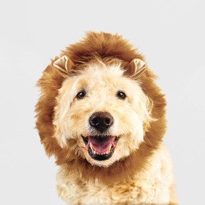 Halloween Lion Dog and Cat Headwear - Hyde and EEK! Boutique™ - 1 of 4