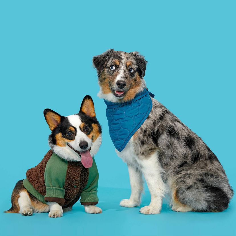 BARK Home Fall Dog Apparel Collection