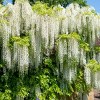 National Plant Network Live Outdoor Wisteria Plant - 1ct 1gal - 4 of 4