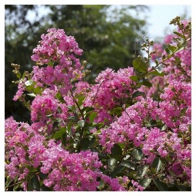 Dwarf Crepe Myrtle 'Pocomoke' 1pc - National Plant Network U.S.D.A Hardiness Zone 6-9