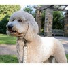Country Brook Petz Deluxe Dog Collar - Summer Breeze Collection - Made in The U.S.A. - 2 of 4