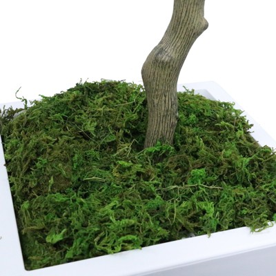 7ft Artificial Ficus Tree with White Plastic Pot