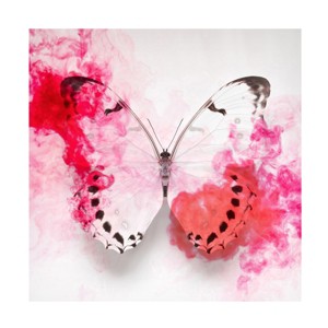 Trademark Fine Art - Alyson Fennell  White Morpho Butterfly With Crimson Ink Canvas Art - 1 of 4