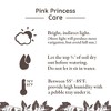 Live 5" Pink Princess (Philo) Houseplant in Pink Planter - 3 of 4
