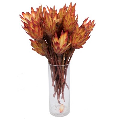 Vickerman Natural Botanicals 13" x 3" Repens red sugar star, 25 stems per unit