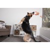 goDog Checkers Skinny Rooster Squeaky Plush Dog Toy, Chew Guard Technology, Brown, Large - 4 of 4
