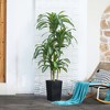 6ft UV & Sunproof Artificial Dracaena Tree for Indoor/Outdoor - Faux Silk Plant in Tall Planter, Tall Faux Tree for Home & Garden Decor - 4 of 4