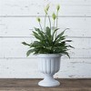 Novelty Classic Plastic Urn Planter - 4 of 4