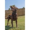 Country Brook Petz HossFit Jr Wide Deluxe Dog Collar - Camouflage Collection - 3 of 4