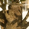 DR.Planzen 8FT Super Larger Artificial Olive Tree - Large Faux Tree Tall Fake Plant for Indoor and Outdoor with Branch and Realistic Green Leaves. - 4 of 4