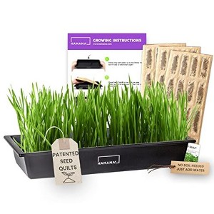 Hamama Home Microgreens Growing Kit, Sprouting Kit, Non-GMO Microgreen Seeds Includes Standard Tray & Organic Microgreen Seeds - 1 of 4