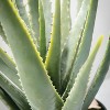 Sullivans Artificial 24" Potted Aloe Plant - 2 of 4