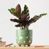 Halloween Ziggy Green Live Houseplant - Good Little Garden™ - 2 of 4