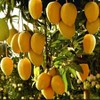Fresh Malgova Mangoes 4 Pieces - 3 of 4
