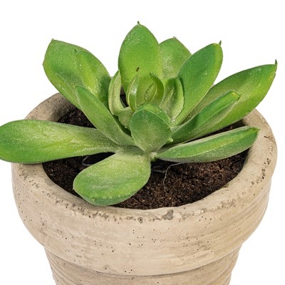 Evergreen Assorted Potted Succulents in White Ceramic, Set of 6
