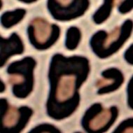 leopard brown