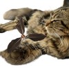 Unique Bargains Cat Feather Plaything Cat Wand Replacement Feather Compact Hair Dark Brown 3 Pcs - 3 of 4