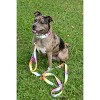 Country Brook Petz Deluxe Fashion Zebra Dog Collar - Made in the U.S.A. (1 Inch, Extra Large) - 2 of 4
