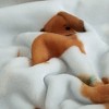 Home Mart Goods Dog Puppies Blue Soft Plush Fleece Cozy Throw Blanket - 50" x 70" - 3 of 4