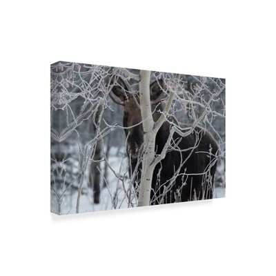 Trademark Fine Art -Brenda Petrella Photography Llc 'Hiding Moose' Canvas Art