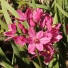 National Plant Network Live Outdoor Butterfly Garden Assorted Bulbs - 40ct - 4 of 4