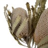 Vickerman Banksia Menziesii, Dried - 2 of 4