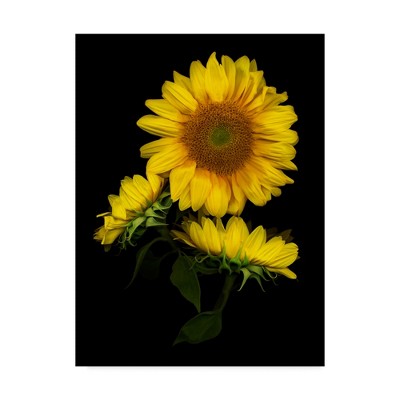 Large Yellow Sunflower Canvas Print on Black Background