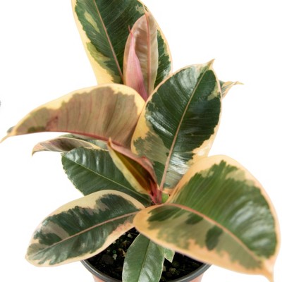National Plant Network Ficus Robusta Rubber Tree - Thumbnail 4