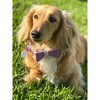 PoisePup – Luxury Pet Dog Bow Tie – Soft Premium Leather Bowtie for Small and Large Dogs - Lavish Lavander - 3 of 3