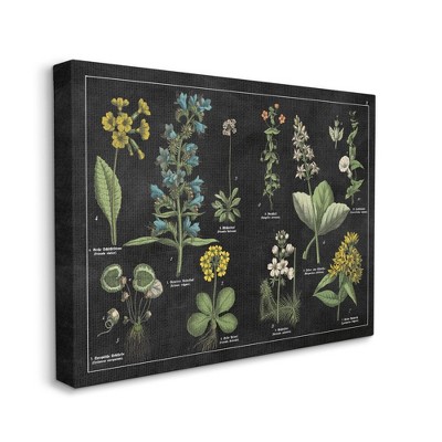 Stupell Industries Antique Wild Flower Chart Scientific Botanical Print