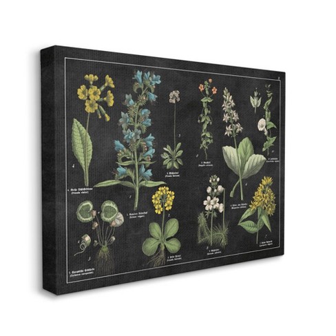 Stupell Industries Antique Wild Flower Chart Scientific Botanical Print ...